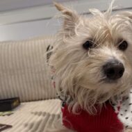 Picture of Alfie Reddy